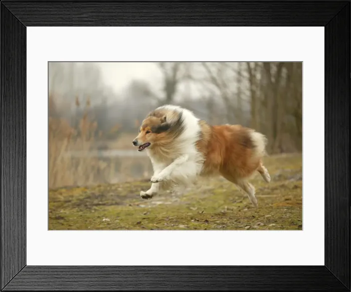 Framed Print : Dog - Rough Collie - running Framed Print : Dog - Rough Collie - running