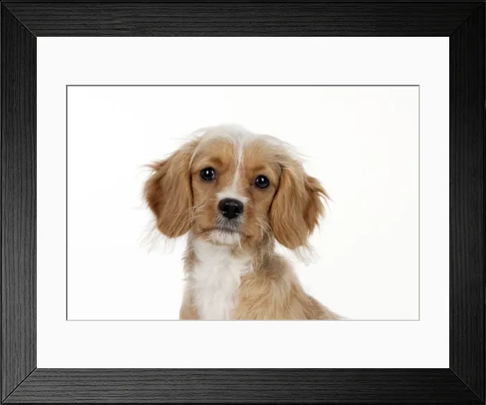 Framed Print : DOG - Cavapoo Framed Print : DOG - Cavapoo