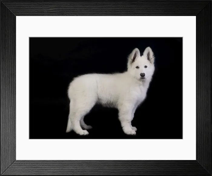 Framed Print : Dog - Swiss White Shepherd Dog Framed Print : Dog - Swiss White Shepherd Dog