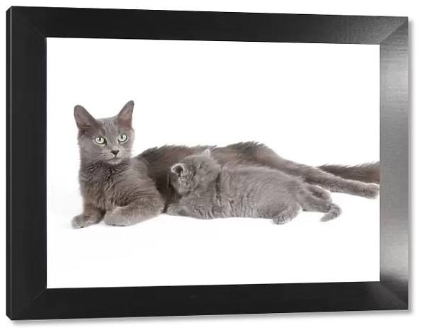 Cat - Nebelung - Cat with kitten