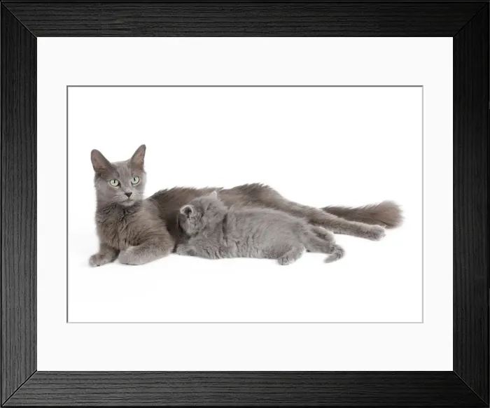 Framed Print : Cat - Nebelung - Cat with kitten Framed Print : Cat - Nebelung - Cat with kitten