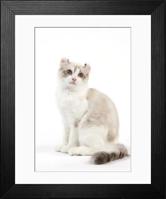 Framed Print : Cat - American Curl