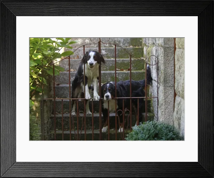 Framed Print : Dog - Bernese Mountain with Bernese Mountain cross Framed Print : Dog - Bernese Mountain with Bernese Mountain cross