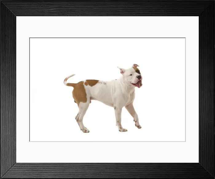 Framed Print : Dog - American Staffordshire Terrier Framed Print : Dog - American Staffordshire Terrier