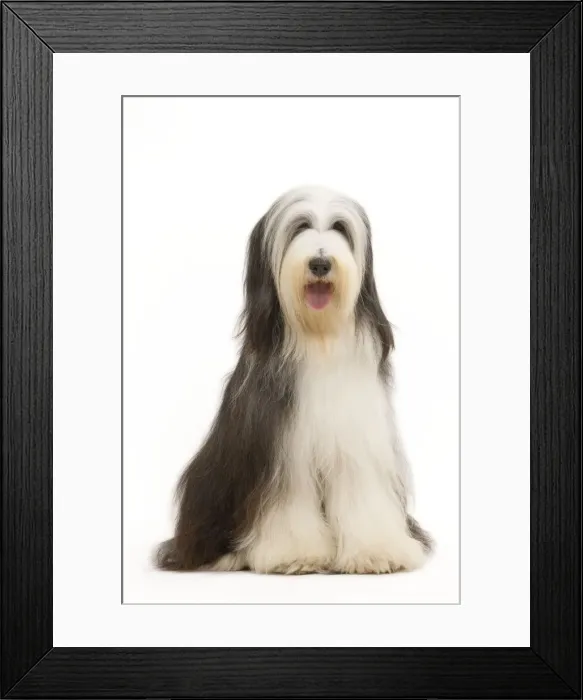 Framed Print : Dog - Bearded Collie