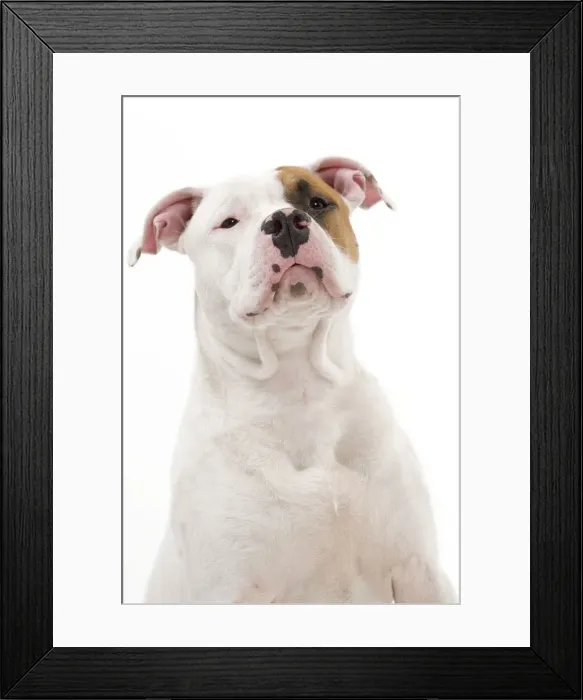 Framed Print : Dog - American Staffordshire Terrier Framed Print : Dog - American Staffordshire Terrier
