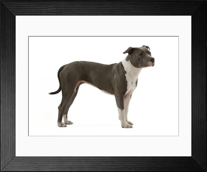 Framed Print : Dog - American Staffordshire Terrier Framed Print : Dog - American Staffordshire Terrier