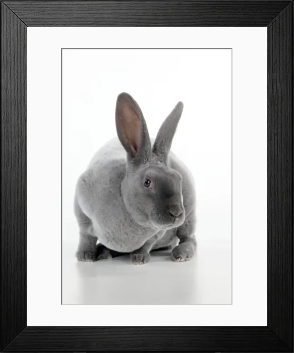 Framed Print : RABBIT - Blue rex Framed Print : RABBIT - Blue rex