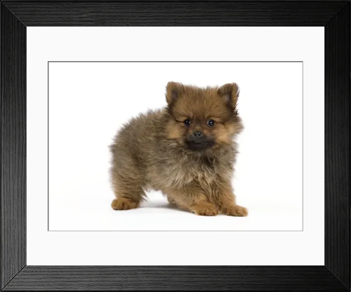 Framed Print : Dog - Dwarf Spitz - puppy Framed Print : Dog - Dwarf Spitz - puppy