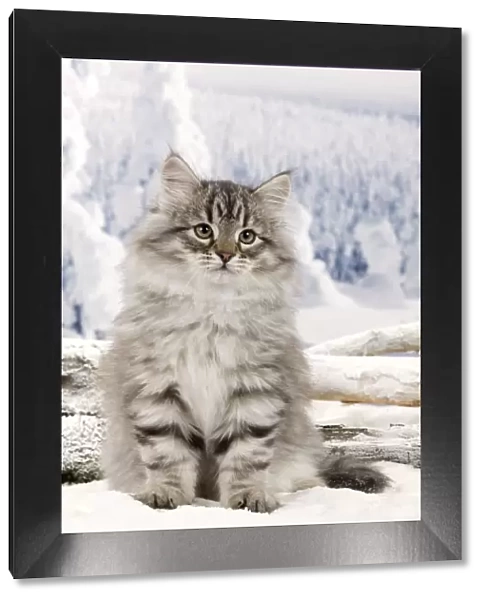 Cat - Siberian Kitten - in snow