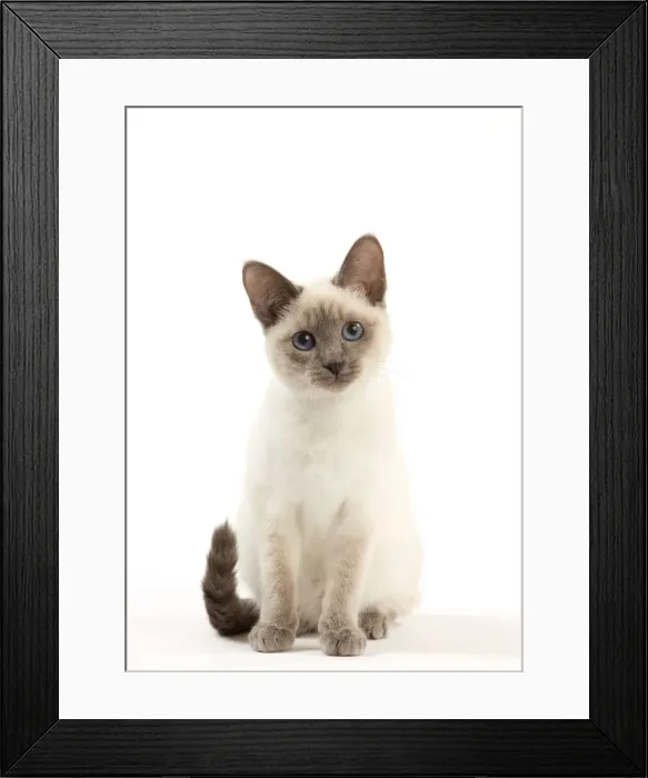 Framed Print : Cat - Thai - Kitten Framed Print : Cat - Thai - Kitten