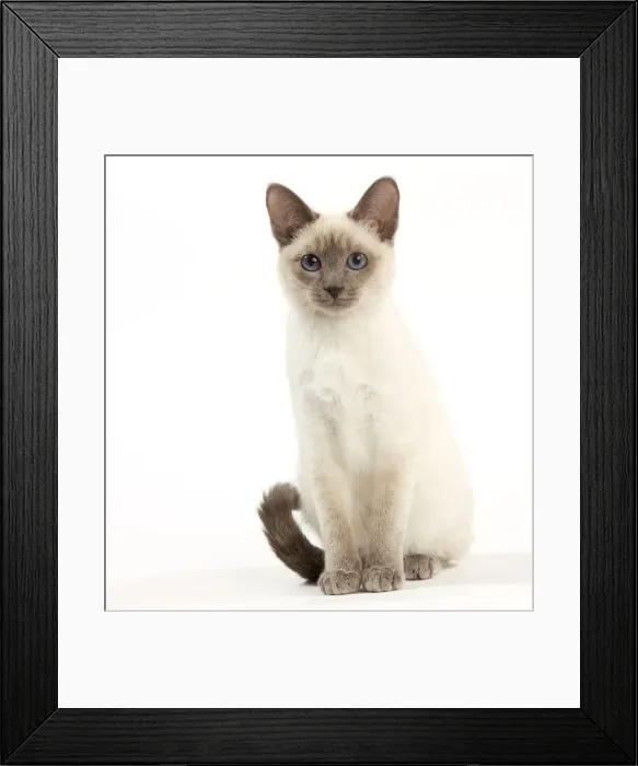 Framed Print : Cat - Thai - Kitten Framed Print : Cat - Thai - Kitten