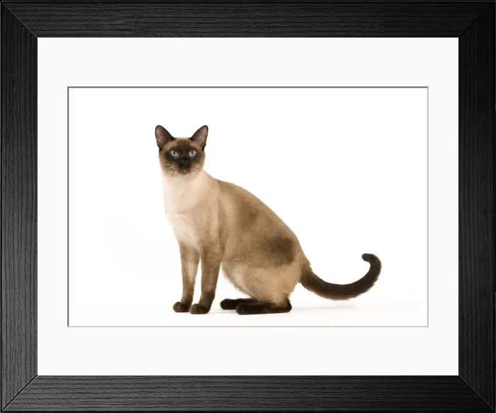Framed Print : Cat - Thai Framed Print : Cat - Thai