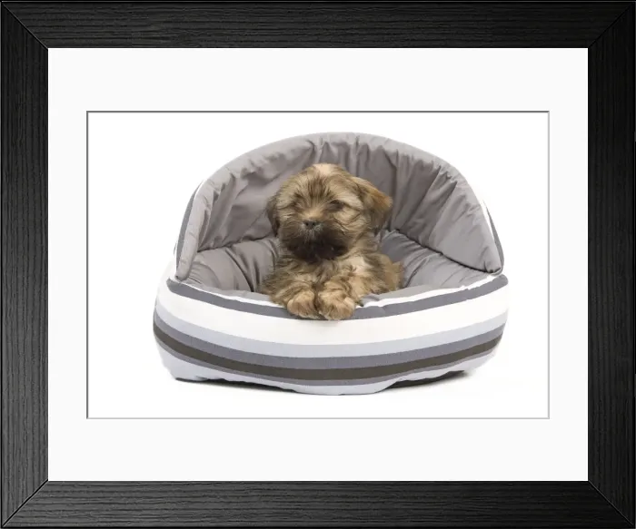 Framed Print : Dog - Lhasa Apso - puppy - in bedding Framed Print : Dog - Lhasa Apso - puppy - in bedding