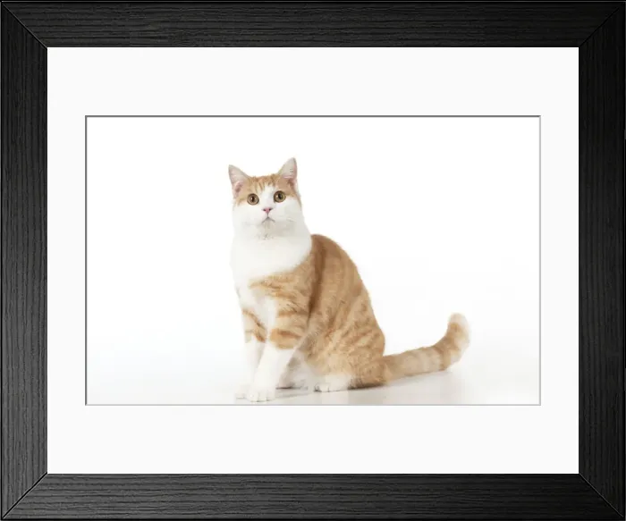 Framed Print : CAT - Ginger and white cat Framed Print : CAT - Ginger and white cat