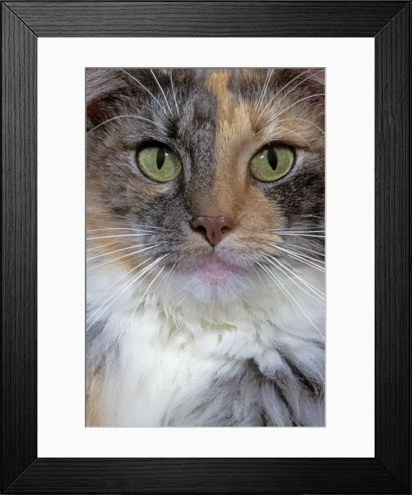 Framed Print : Cat - Norwegian Forest Cat Framed Print : Cat - Norwegian Forest Cat