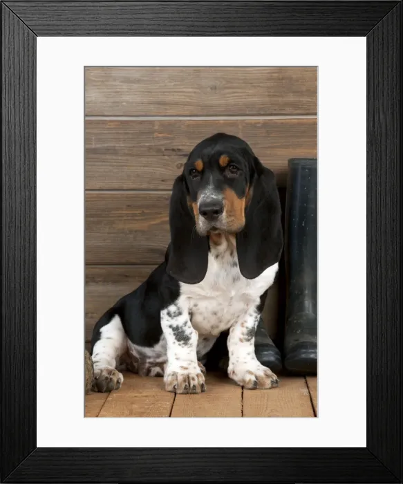 Framed Print : DOG - Basset hound puppy sitting with wellington boots Framed Print : DOG - Basset hound puppy sitting with wellington boots