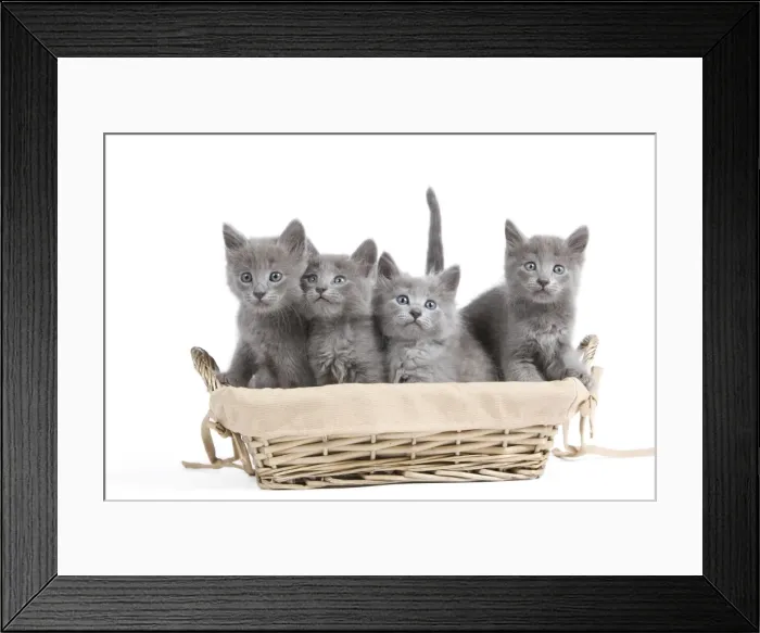 Framed Print : Cat - Nebelung Kittens in basket