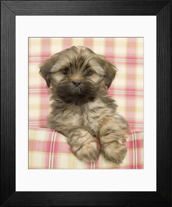 Framed Print : Dog - Lhasa Apso - puppy Framed Print : Dog - Lhasa Apso - puppy