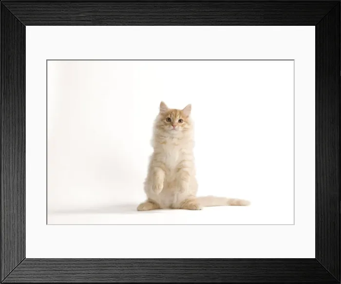 Framed Print : Cat - Siberian Cat - on hind legs Framed Print : Cat - Siberian Cat - on hind legs