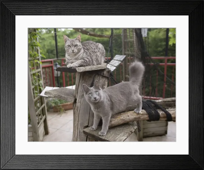 Framed Print : Mau and Nebelung - Cattery Framed Print : Mau and Nebelung - Cattery