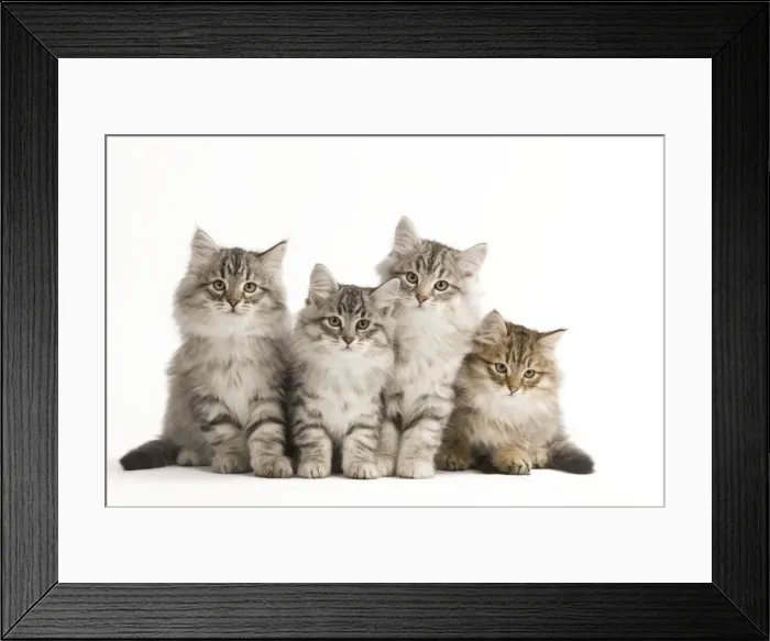 Framed Print : Cat - Siberian Cats - sitting together Framed Print : Cat - Siberian Cats - sitting together