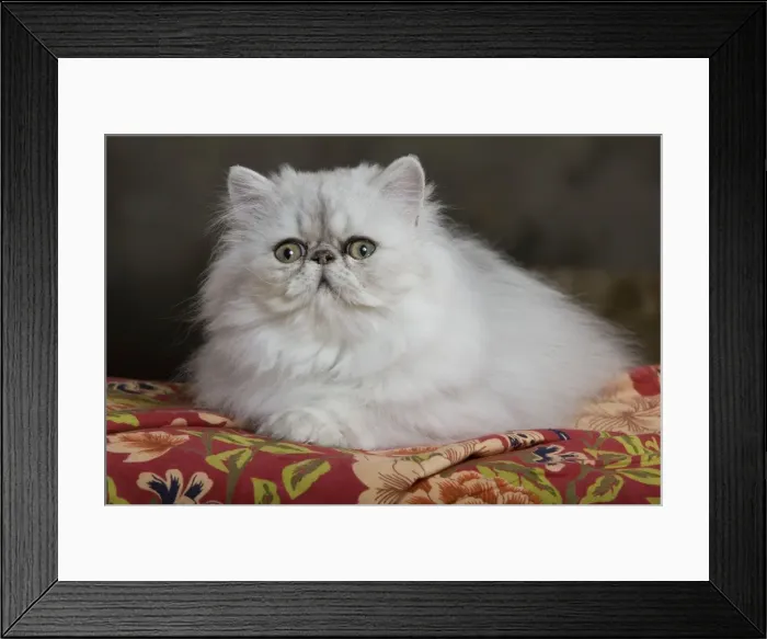 Framed Print : Cat - Persian Framed Print : Cat - Persian