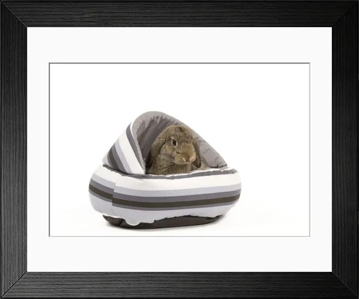 Framed Print : Dwarf Belier Rabbit - in bed Framed Print : Dwarf Belier Rabbit - in bed