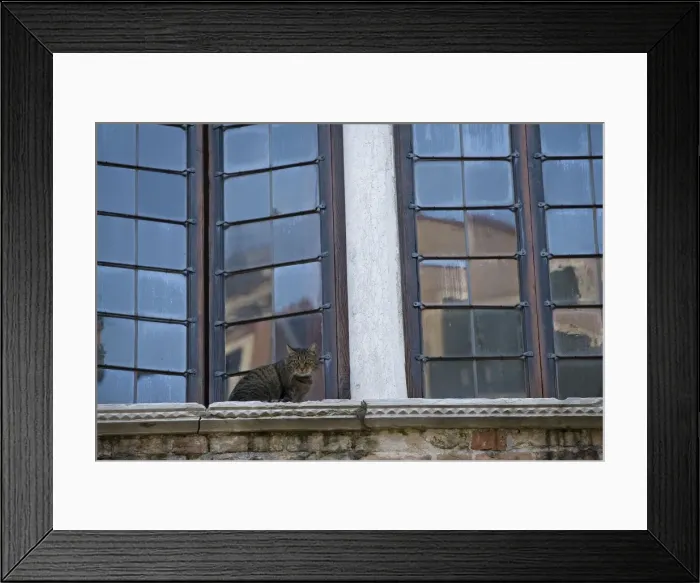 Framed Print : Cat - on window ledge - Venice - Italy Framed Print : Cat - on window ledge - Venice - Italy