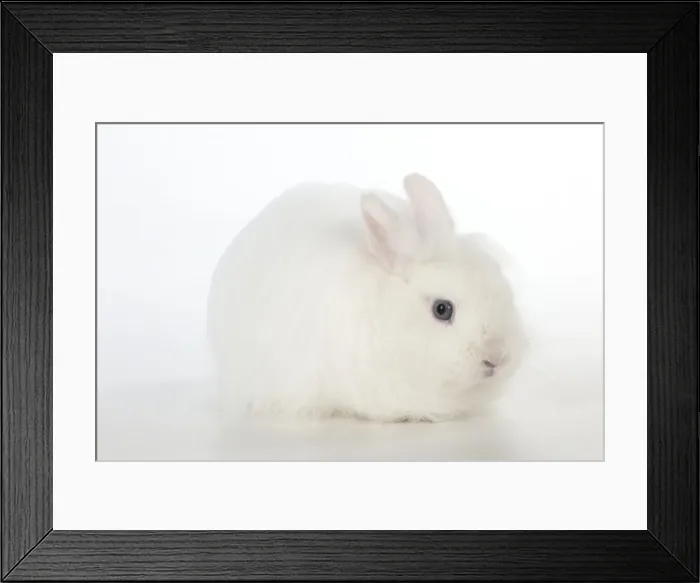 Framed Print : RABBIT - Dwarf (swiss) fox Framed Print : RABBIT - Dwarf (swiss) fox