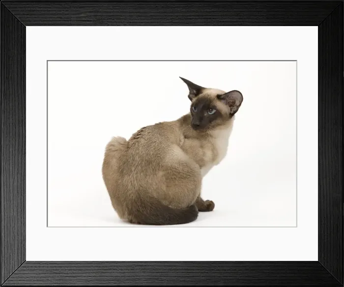 Framed Print : Cat - Siamese Framed Print : Cat - Siamese