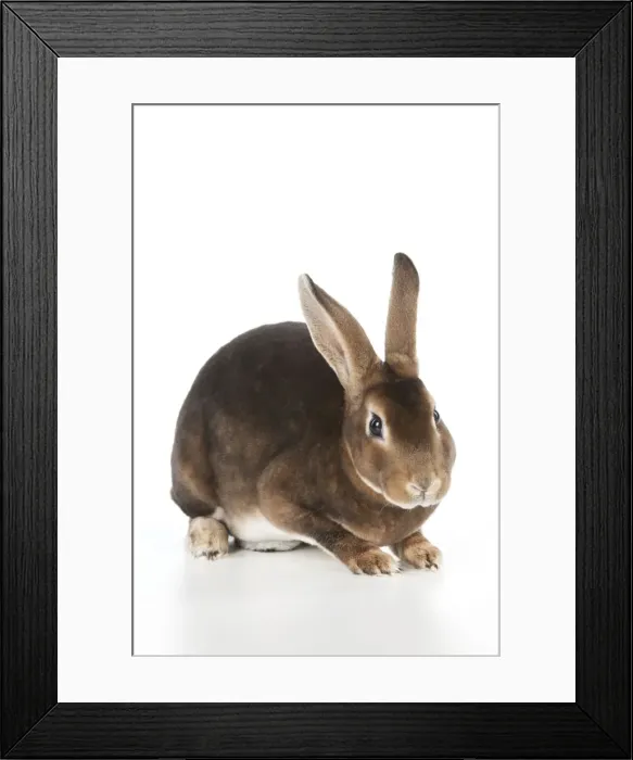 Framed Print : RABBIT - Mini castor rex Framed Print : RABBIT - Mini castor rex