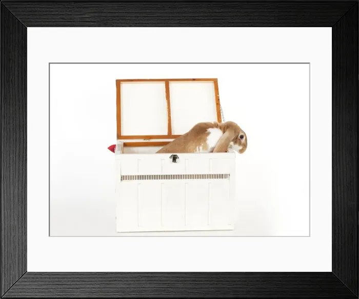 Framed Print : RABBIT - English lop in wooden pet carrier Framed Print : RABBIT - English lop in wooden pet carrier