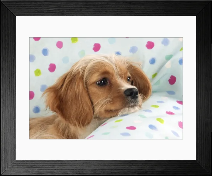 Framed Print : DOG - Cavapoo sitting on spotty blanket Framed Print : DOG - Cavapoo sitting on spotty blanket