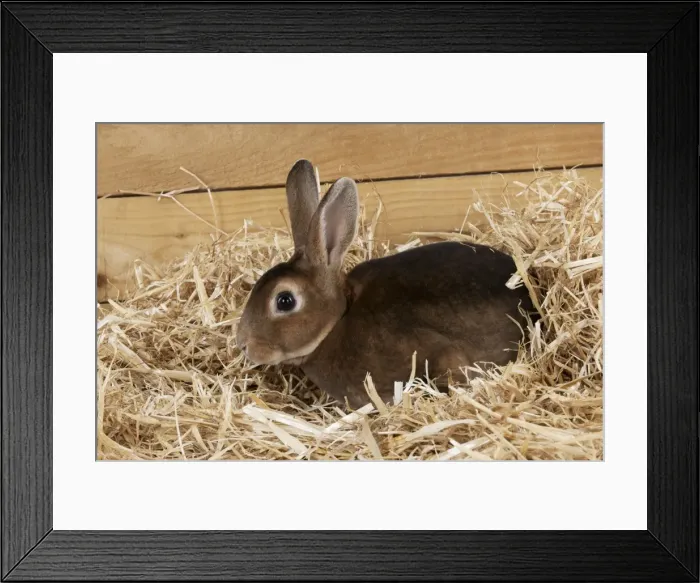 Framed Print : RABBIT - Mini castor rex sitting in straw