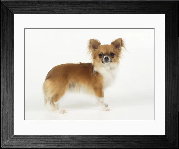 Framed Print : Chihuahua Dog Framed Print : Chihuahua Dog