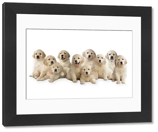 Golden Retriever Dogs - puppies Digital Manipulation: Comped dogs together All JD