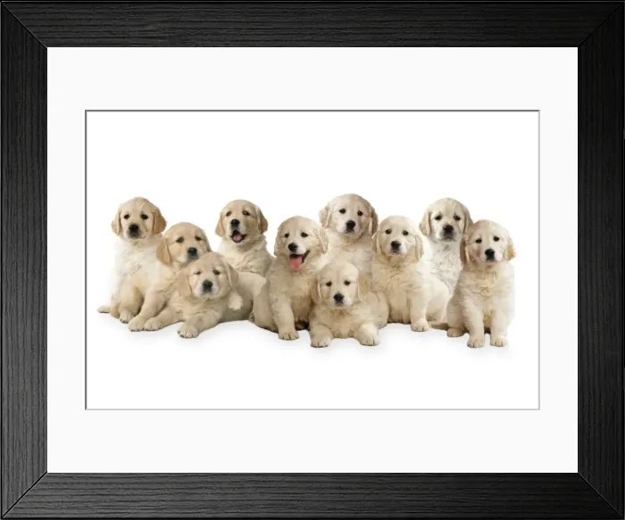 Framed Print : Golden Retriever Dogs - puppies Digital Manipulation: Comped dogs together All JD Framed Print : Golden Retriever Dogs - puppies Digital Manipulation: Comped dogs together All JD