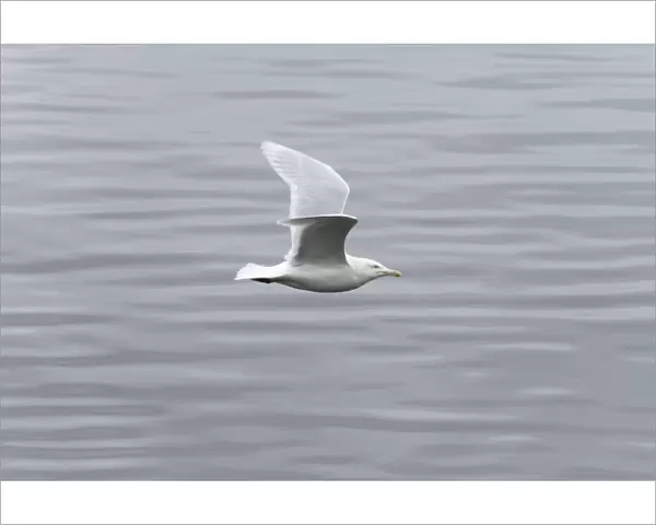 Glaucous Gull - Adult - Flight - UK