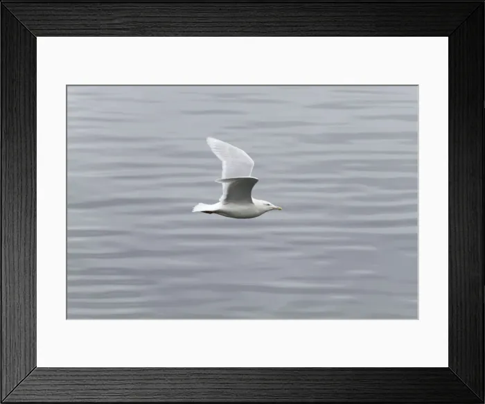 Framed Print : Glaucous Gull - Adult - Flight - UK Framed Print : Glaucous Gull - Adult - Flight - UK