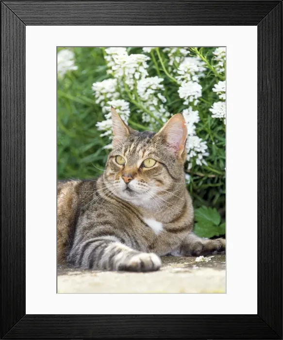 Framed Print : Tabby Cat - lying in garden