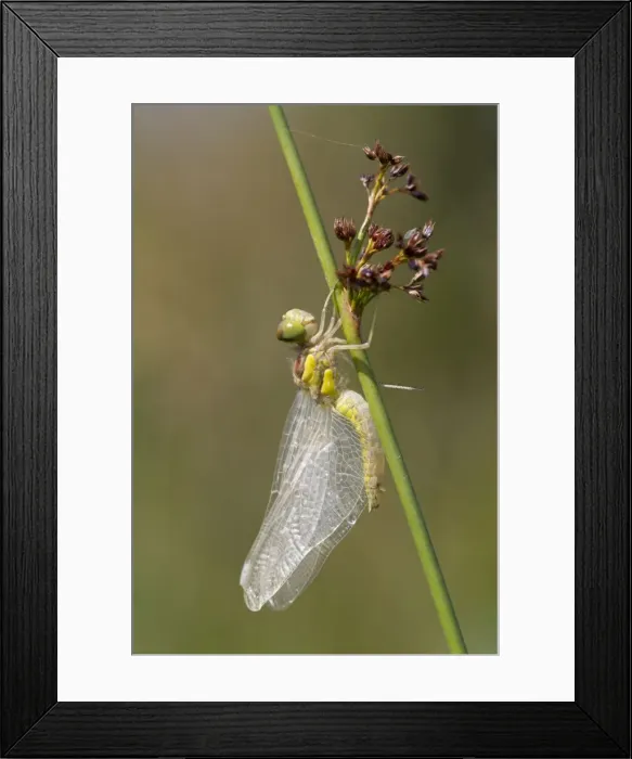 Framed Print : Common Darter Dragonfly - immature - Cornwall, UK Framed Print : Common Darter Dragonfly - immature - Cornwall, UK