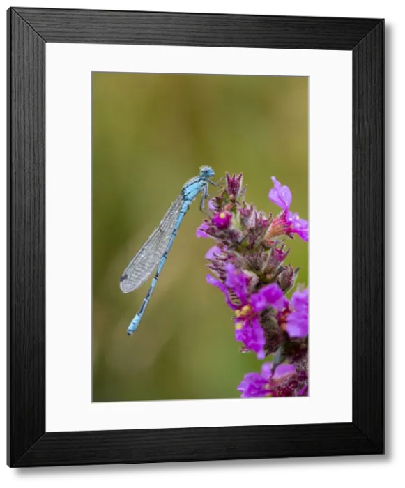 Framed Print : Common Blue Damselfly - Cornwall, UK Framed Print : Common Blue Damselfly - Cornwall, UK