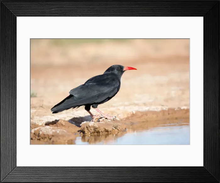 Framed Print : Chough - drinking from pool - Spain Framed Print : Chough - drinking from pool - Spain