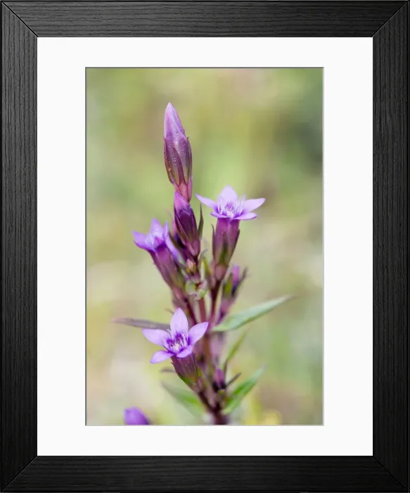 Framed Print : Autumn Gentian - summer - Gower, Wales, UK Framed Print : Autumn Gentian - summer - Gower, Wales, UK