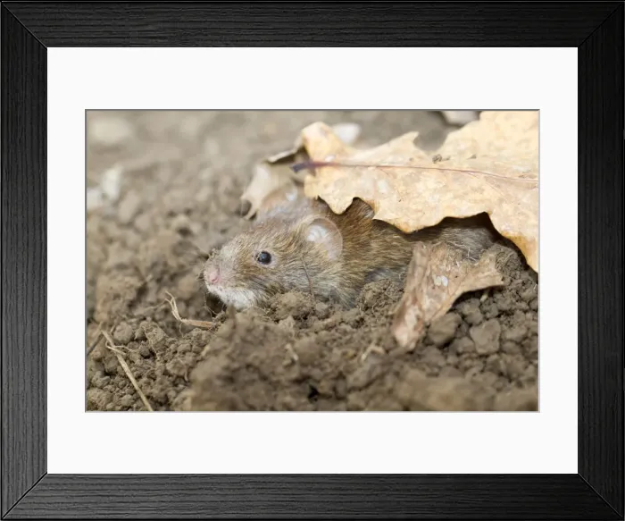 Framed Print : Bank Vole - in soil - Cornwall, UK Framed Print : Bank Vole - in soil - Cornwall, UK