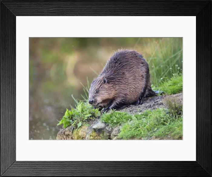 Framed Print : Beaver - on river bank - controlled conditions - UK Framed Print : Beaver - on river bank - controlled conditions - UK