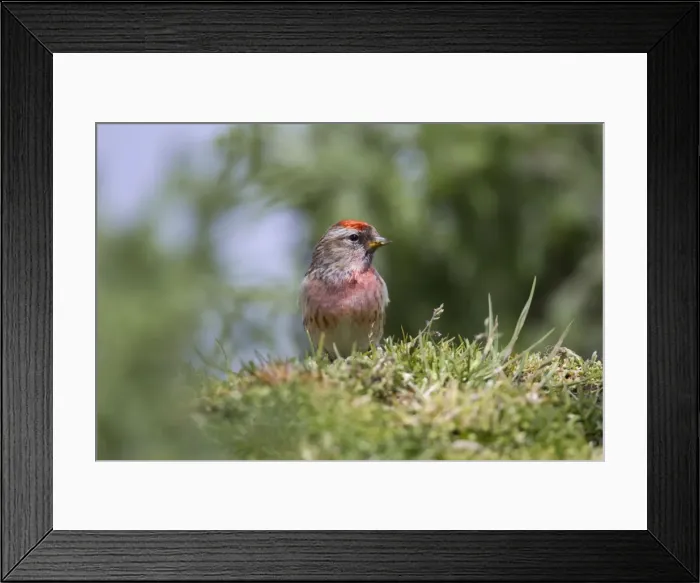 Framed Print : Redpoll - male - Scotland - UK