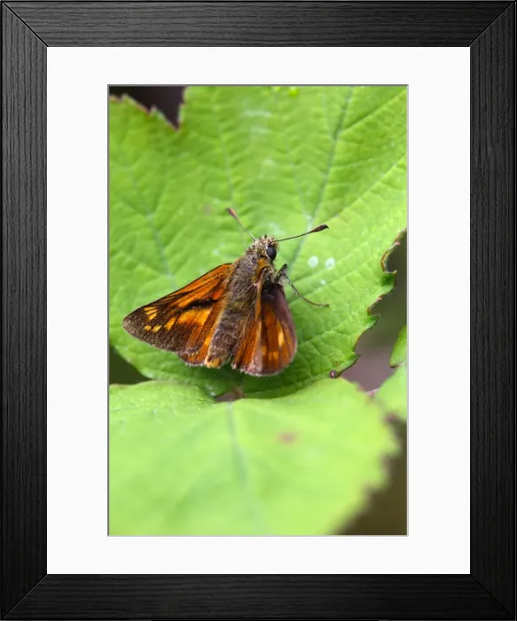 Framed Print : Large Skipper Butterfly - Cornwall - UK Framed Print : Large Skipper Butterfly - Cornwall - UK