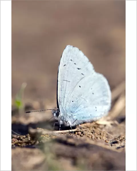 Holly Blue Butterfly - Spain
